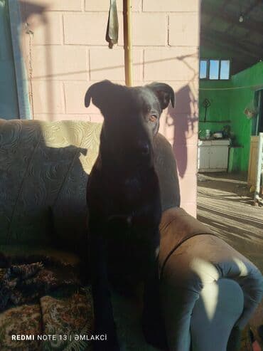 xaski bala: Kane-Korso, 5 ay, Erkek, Ünvandan götürmə — 1