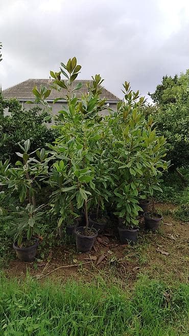 пластик окна: Bağ və landşaft üçün dekorativ bitkilər – müxtəlif növ əkilməsi hazır — 3