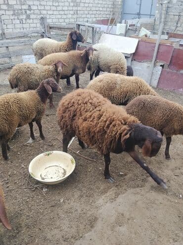 bmw 3 серия 328xi at: Erkək, Qala, il: 1, 70 kq — 29