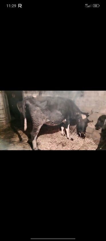 südlü inekler: Süd inəyi - Qara rəngli, alnında və ayaqlarında ağ ləkələri olan inək — 2