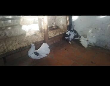 amerika devequsu haqqinda melumat: Salam pavilin satilir Rasiya sortudu,icinde birdene maya are Alman — 1