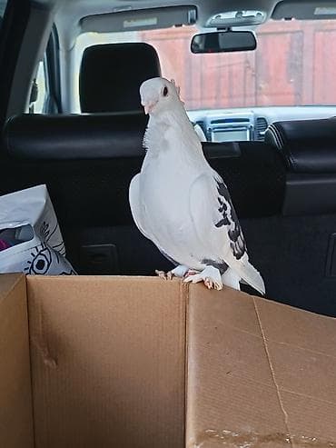 goyercin satisi: 7 ədəd jünkari hazir cütdülər tam sağlam və 3 balasi ilə birlikdə — 4