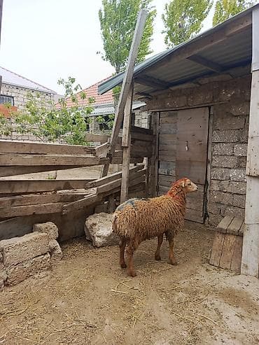 yem satisi: Erkəy toğlu satilir qurban kəsməyə yarayır — 1