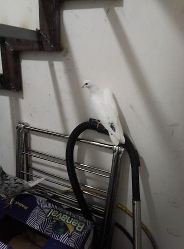 susar qusu: 2 qusdu başladılar 12 13 tikdilər 2si 25 manatdır — 4