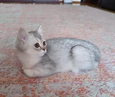 K/t heyvanları və malları: Şotland, Ünvandan götürmə — 6