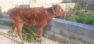 qax heyvan bazarı: Qızıl Dişi Dana Tam Damazligdi Qiymeti 1600 manat — 1