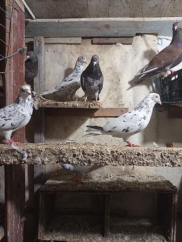 goyercin taklalar: Ev göyərçinləri – müxtəlif rəng və naxışlarda - Növ: Ev göyərçinləri — 1