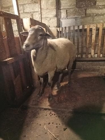 qoyun yanıbala: Sağlam heyvandilar - Növ: yerli qoyun (qısa/quyruqlu tip), sürü — 4