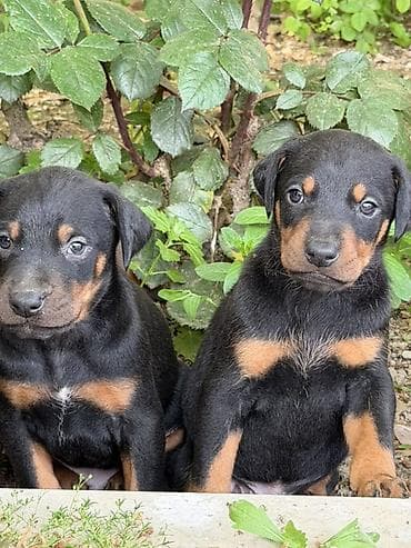 doberman satilir: Doberman, 1 ay, Ünvandan götürmə — 3
