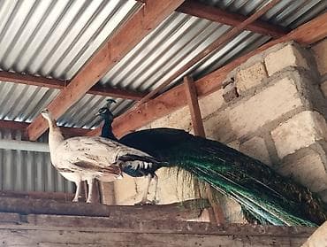 su pişiyi: Məhsul: Tovuz quşu cütü Təsvir: - Şəkillərdə göründüyü kimi bir cüt — 1