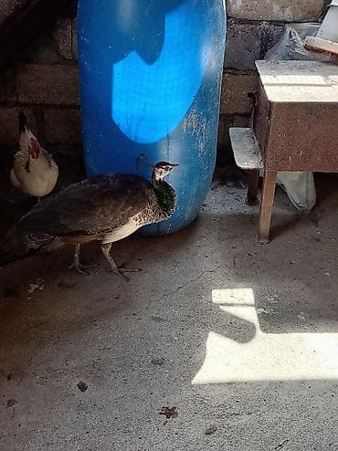 Məhsul: Tavus quşu (pava – dişi) Təsvir: - Nadir, dekorativ quş növü;