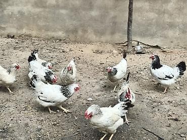 kend toyuqları: Toyuq, Yumurtalıq, Ünvandan götürmə — 3