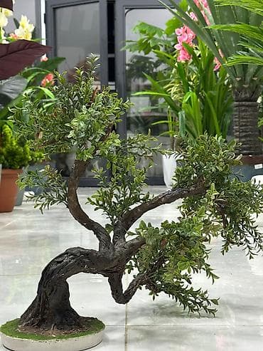 antrium gulu: Bonzai, masaüsdü kiçik ölçelü bonzai, əl işi — 3