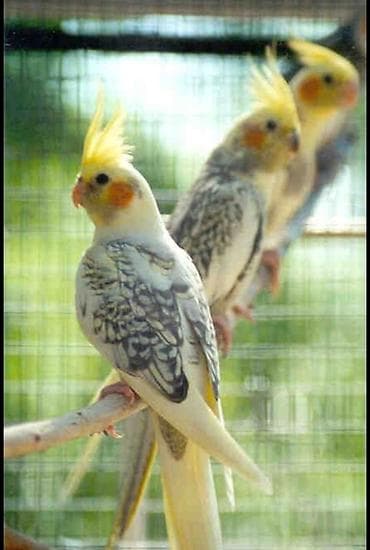 ✨ Çil-çil sarı-qara hazır elquşları satışda! 🐦✨ Unikal qarışıq rəngli