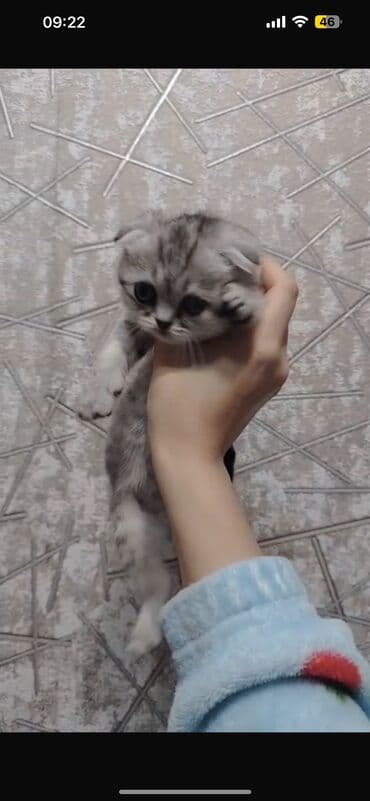 pişik etibarlı əllərə verilir: Şotland yastı qulaq, Erkək, Dişi, Yaxşı əllərə, Ünvandan götürmə, Ödənişli çatdırılma, Rayonlara çatdırılma — 3