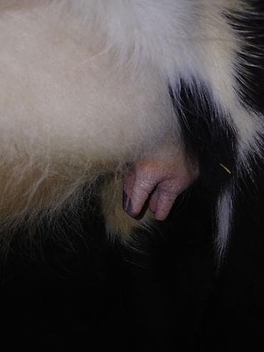 Digər heyvanlar: 1 ci qarına düyədi balalamağına bir aya on gün qalıb heyvan özü yaxşı — 6