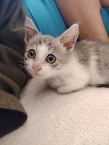 bala pişik adları: Yaxşı əllərə — 7