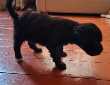 it adları erkək: Pudel, 1 ay, Erkek, Ünvandan götürmə — 1