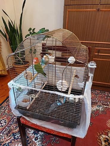 it sat: 2 ədəd Nerazluçnik quşlar Qəfəs və qəfəsin içindəki ləvazimatlar ilə — 4