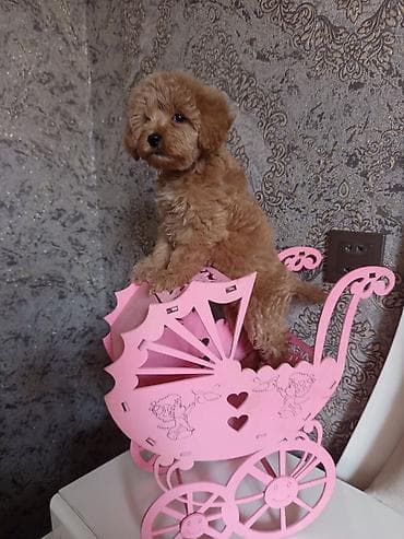 Pudel, 2 ay, Dişi — 9