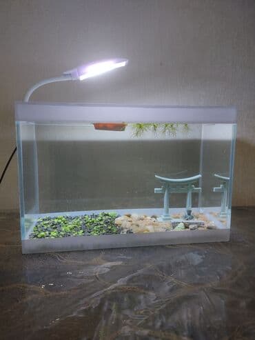 tap az baliqlar: Dördbucaq akvarium, Boş, 10 l, Ünvandan götürmə — 1