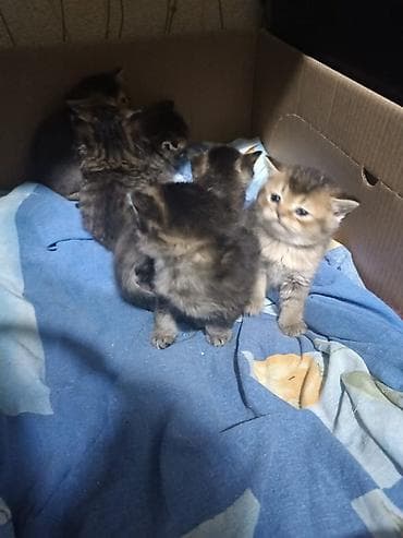 Digər heyvanlar: Erkək, Dişi, Yaxşı əllərə, Ünvandan götürmə, Pulsuz çatdırılma, Ödənişli çatdırılma — 3