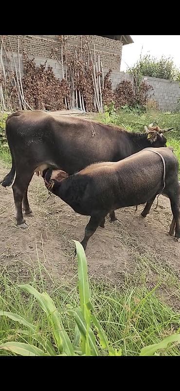 Inəklər, öküzlər: Satılır 2 ci balasidi erkekdi — 1