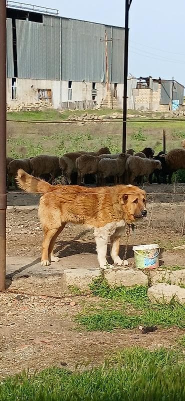 pitbull satışı: Qurdbasar, 1 il, Erkek, Peyvəndli, Pulsuz çatdırılma — 10