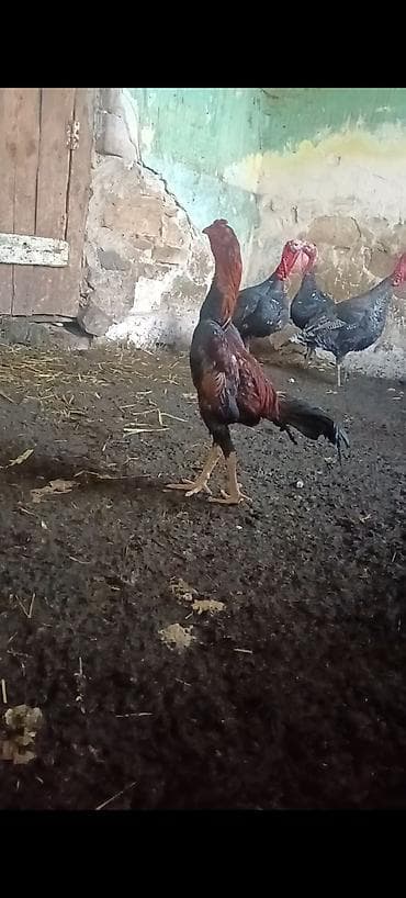 çin bıldırcını: Məhsul: Uzunboyun döyüş tipli xoruz Təsvir:11 ayliqdi ceki 2kg.800 — 5