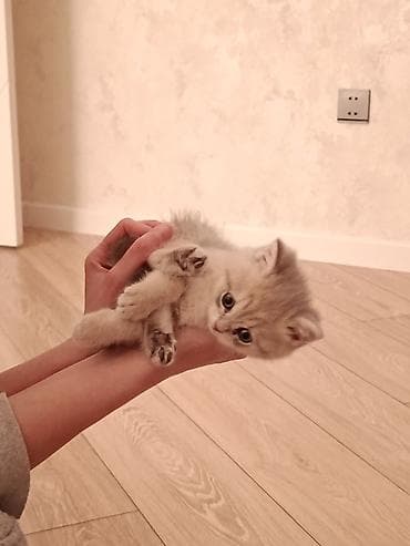 Digər heyvanlar: Şinşilla, Dişi, Yaxşı əllərə — 5