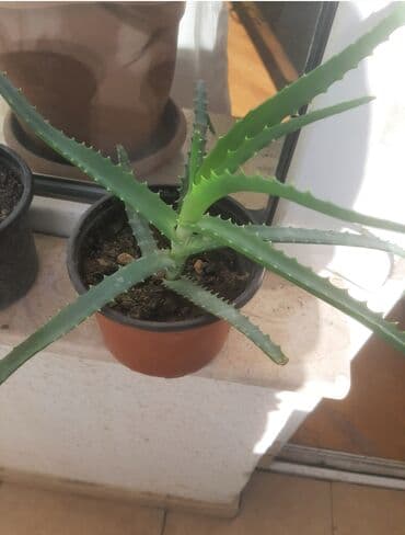 helba bitkisi faydaları: Уличные растения — 7