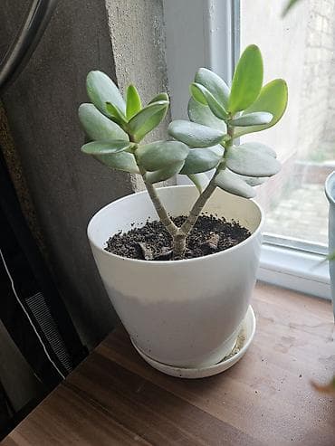 agac sekilleri: Sukulent və kaktus kolleksiyası – kiçik saksılarda Tərkib: - Crassula — 7