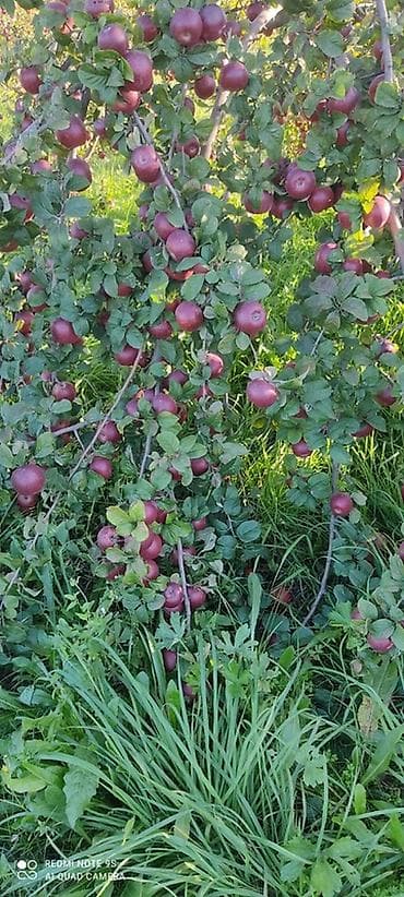 bağ alətləri: 🍎 Satılır Bağ – Qızıləhməddi Alma Bağı🍎 Əla fürsət! Məhsuldar və — 2