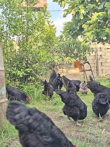 kend cuceleri: Toyuq, Damazlıq — 5