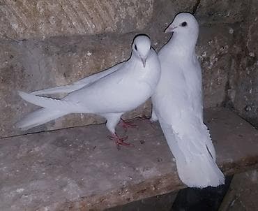 göyerçin yuvası: 20 gun olar binanın üsde QALİR. qalxır toz kimi batır yerin tapmır — 6