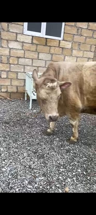 Yemlər: Salam aleykum əziz dosdlar bele bir gözel dogmamiş dügemiz çıxdı — 6