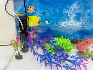 100 l akvarium: Akvarium dekorlari ile Filter ile sekilde olan hersey ile birlikde — 5