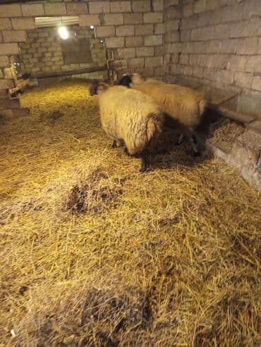 Inəklər, öküzlər: 1,2 günə doğan 1 ci qarın şəklər satılırlar. Digərlərini qəssaba — 5