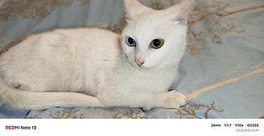 pisik qumu: Van, Dişi, Yaxşı əllərə, Ödənişli çatdırılma — 2