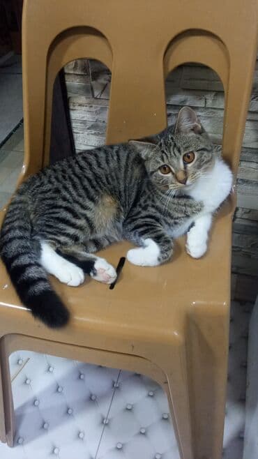 возьму собаку в хорошие руки: Британская, Самка, В добрые руки, Самовывоз — 1