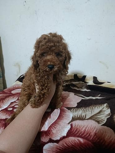 Qara toypodel RedToypodell — 3