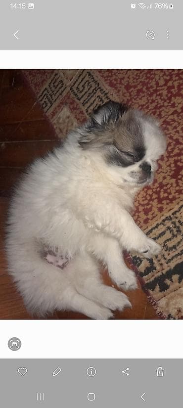 quru cörek: Pekines, 10 ay, Peyvəndli — 9