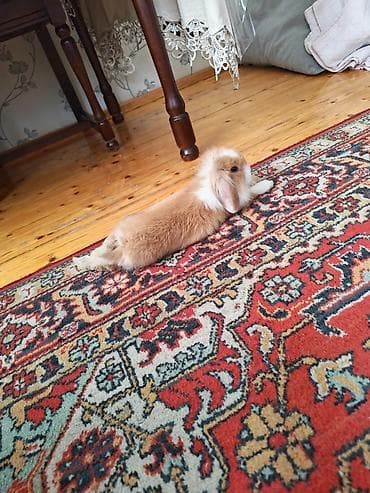 2kisi bir yerde satilir Ev üçün dekorativ dovşan balaları - Cins