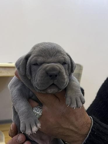 Heyvanlar üçün mallar: Kane-Korso, Peyvəndli — 9