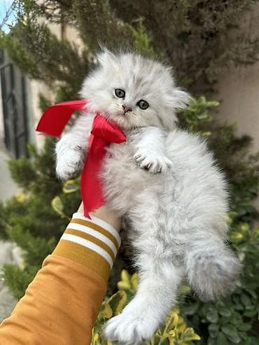 pisik cutlesdirmek: Şinşilla — 2