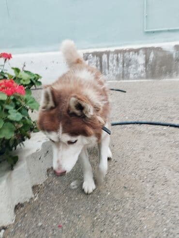 it ve qiz sekilleri: Xaski — 1