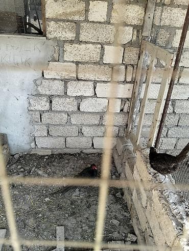 su donuzcuğu: - Qafqaz ve Rumun Qırqovul balalari balalar mövcuddur. İsti lampalı — 5