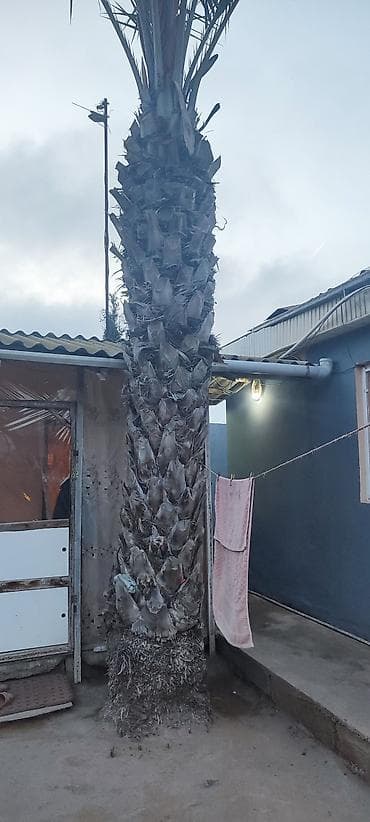 pul agaci: Xurma xurması (palma ağacı) – həyət və bağ üçün dekorativ iri ağac - — 3