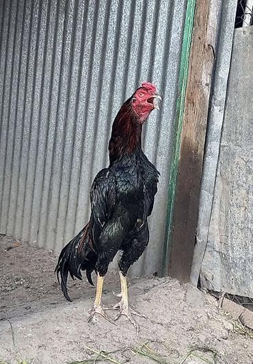 balaca qaz: Heyratı xoruz satılır temiz Yapon cins döyüşüne söz ola bilmez balasın — 1