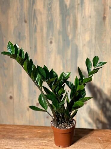 Gübrələr: Otağınıza təbiət gözəlliyi gətirəcək qırmızı anturium bitkisi. Parlaq — 1